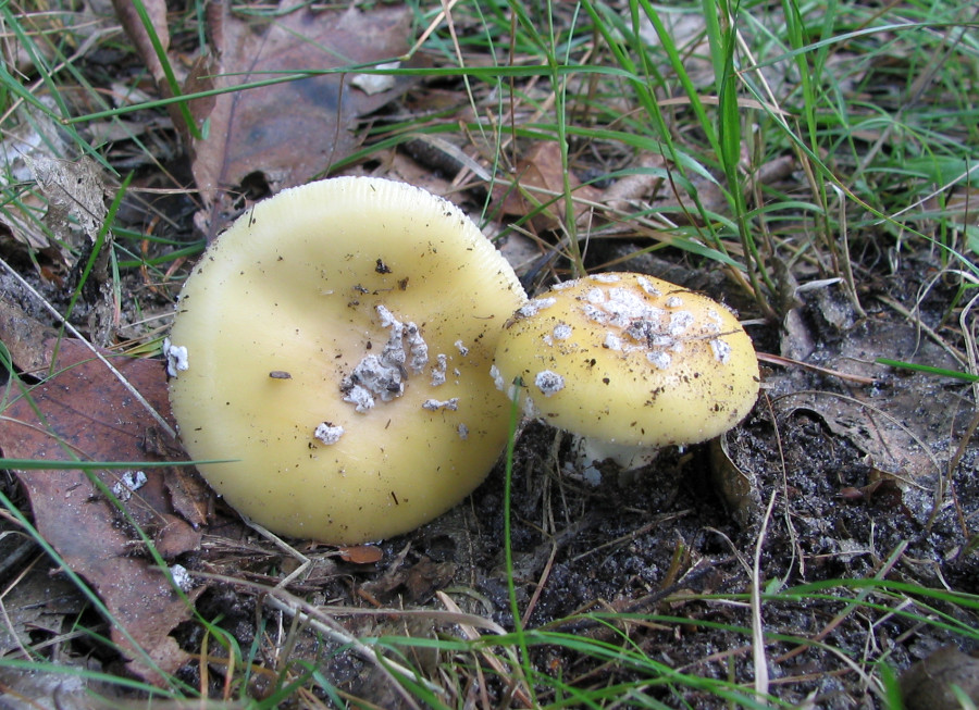 Amanita gemmata (door Paul Coene)