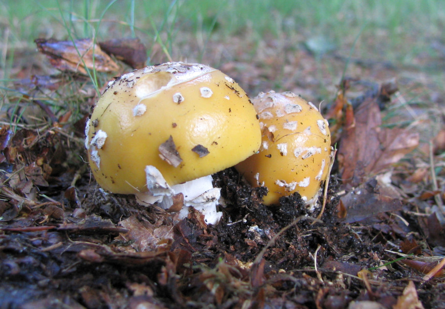 Amanita gemmata (door Paul Coene)