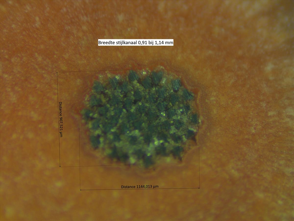 Rosa x subcollina (door Jan Klinckenberg)