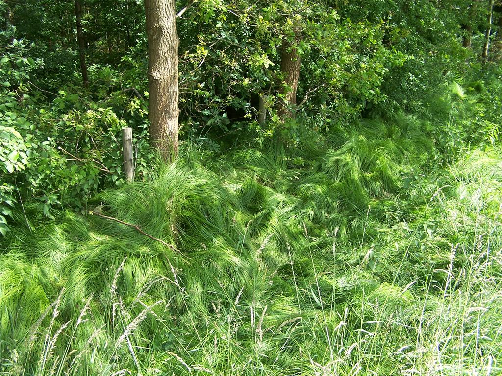 Carex brizoides (door Edwin Dijkhuis)