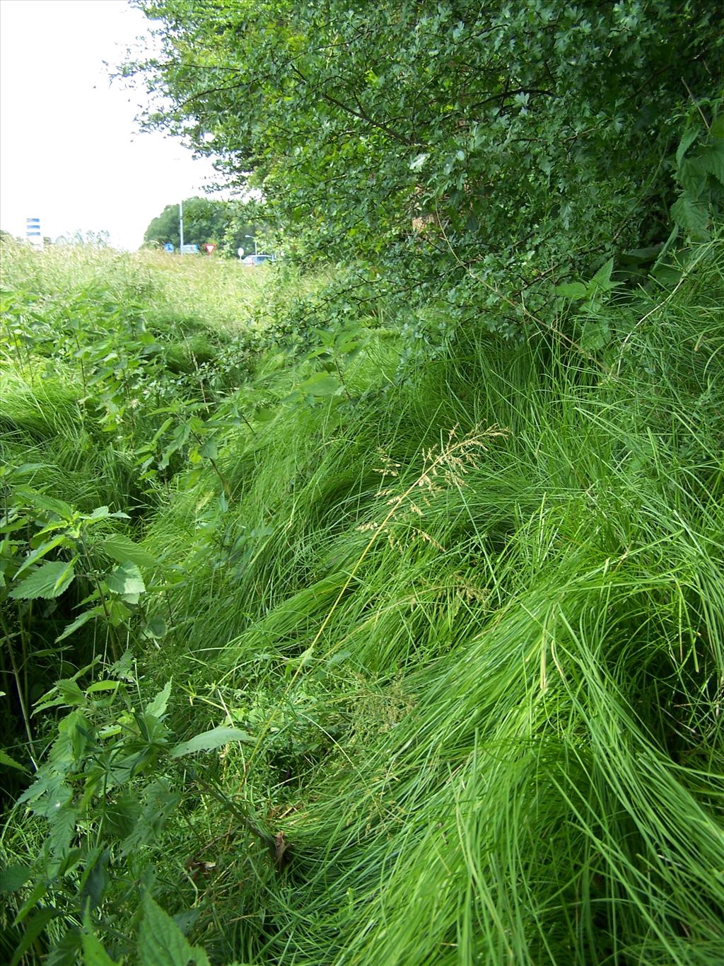 Carex brizoides (door Edwin Dijkhuis)