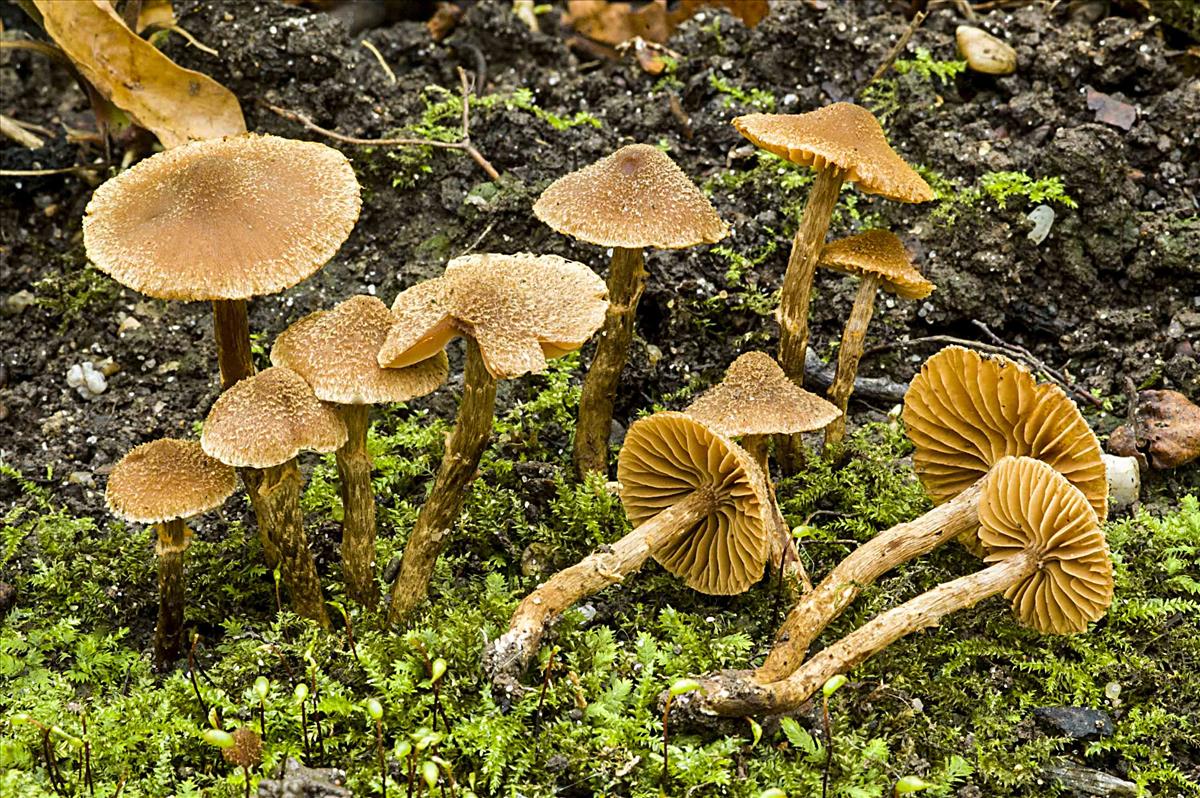 Cortinarius psammocephalus (door Nico Dam)