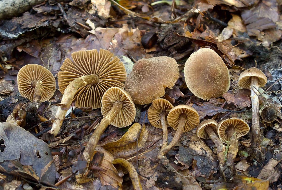 Cortinarius psammocephalus (door Peter Verstraeten)