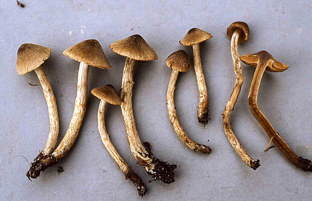 Cortinarius castaneopallidus (door Nico Dam)