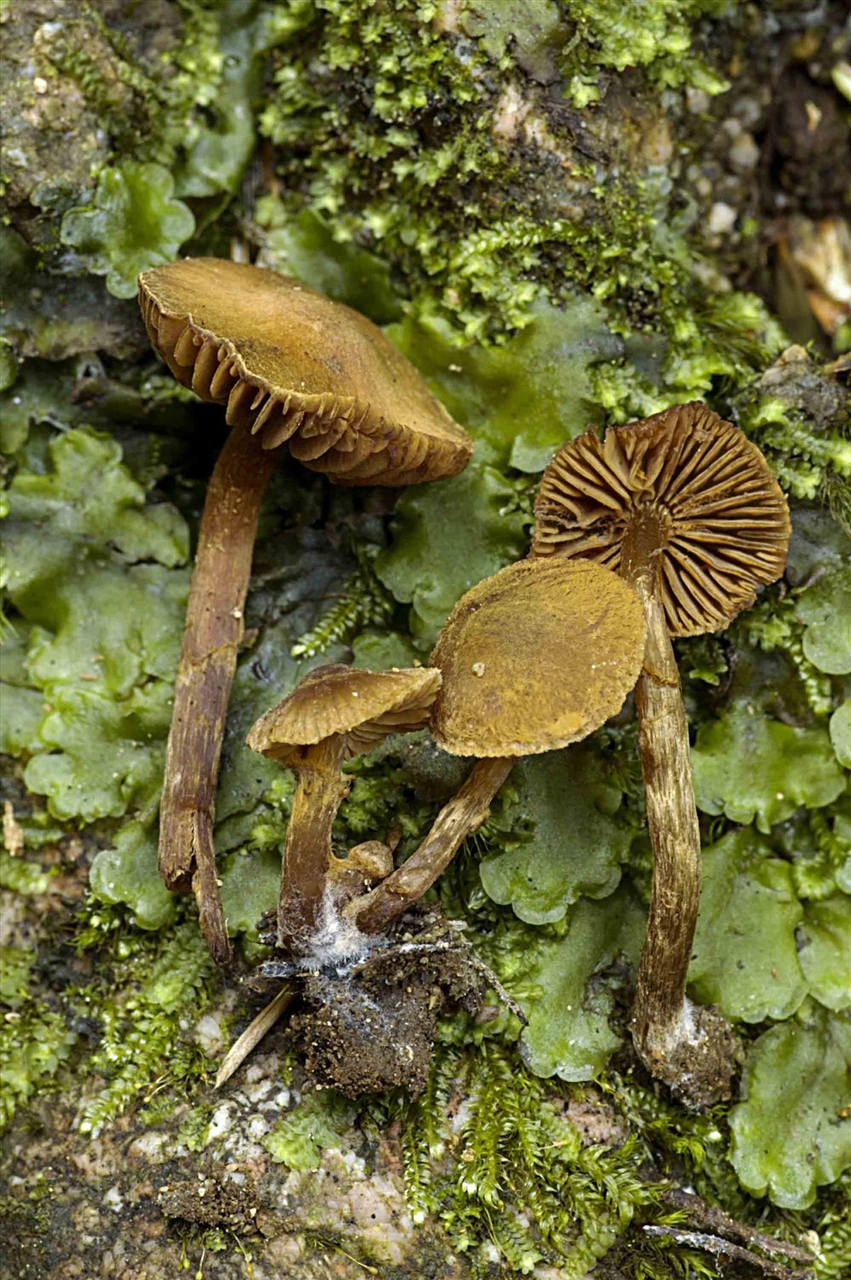 Cortinarius castaneopallidus (door Nico Dam)
