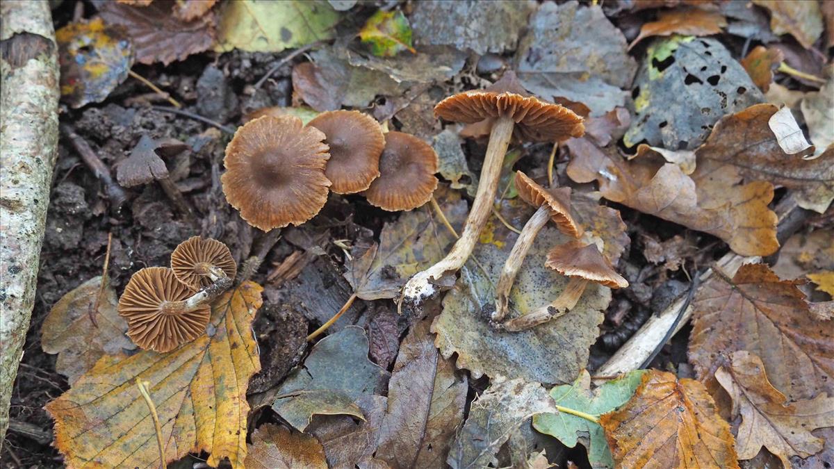 Cortinarius lamoureae (door Inge Somhorst)