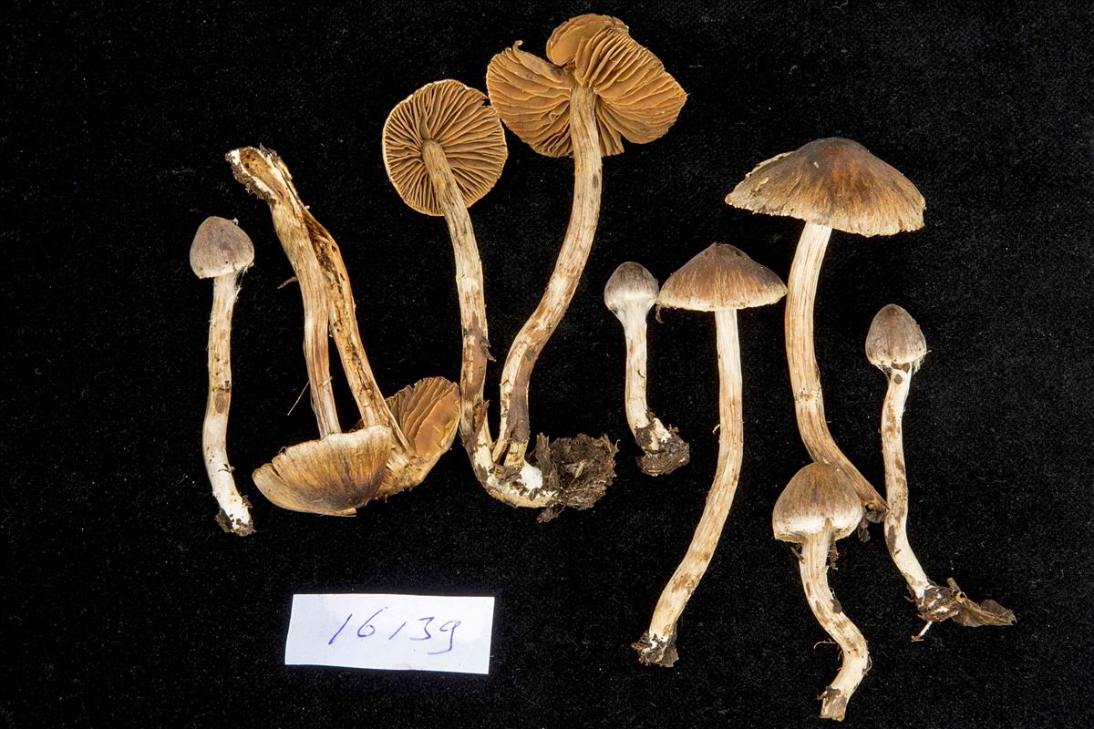 Cortinarius lamoureae (door Nico Dam)