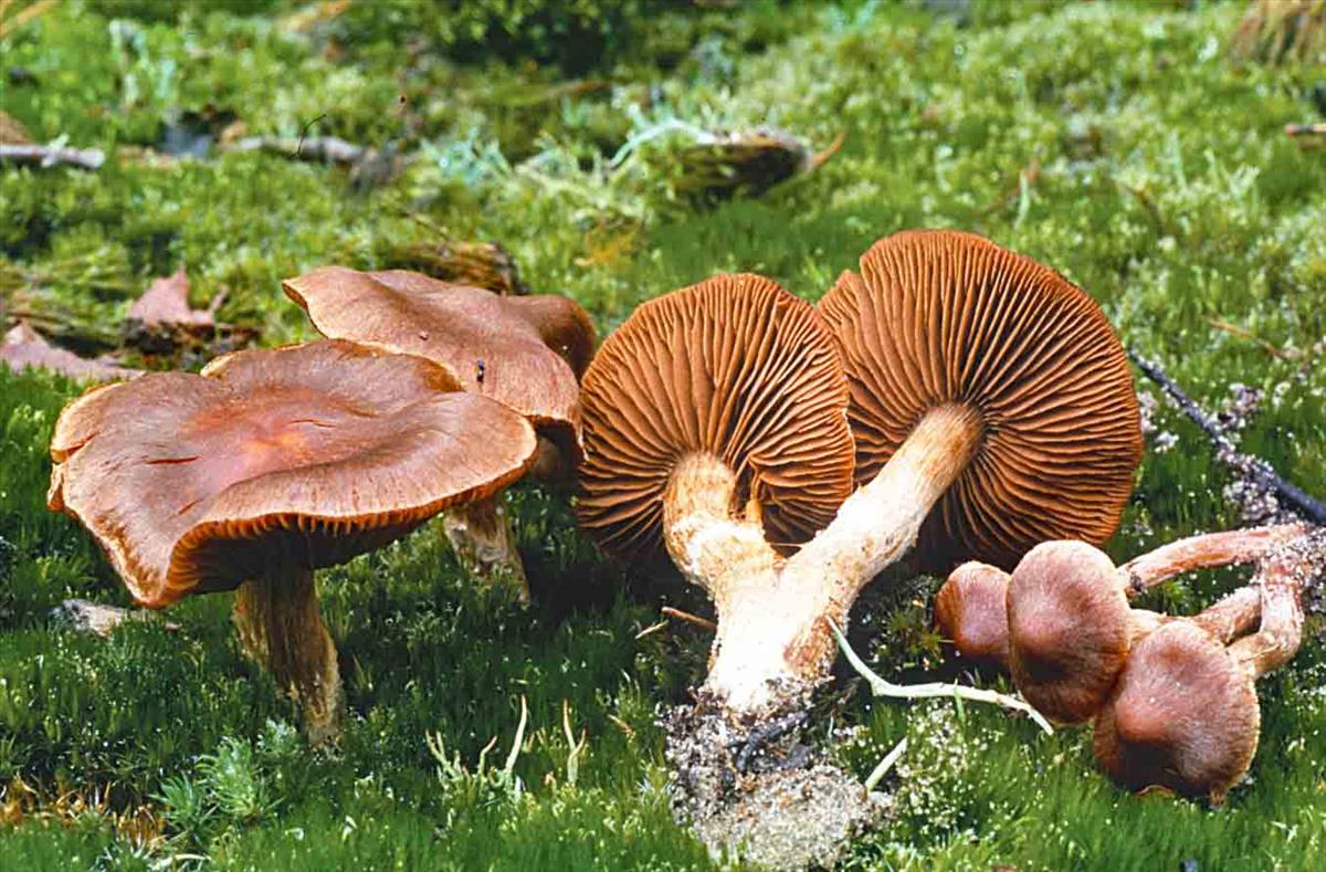 Cortinarius fusisporus (door André de Haan)