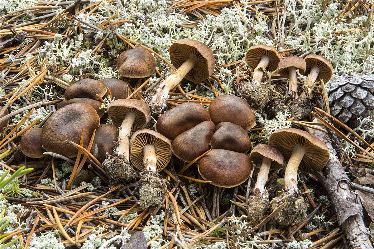 Cortinarius heterosporus (door Nico Dam)