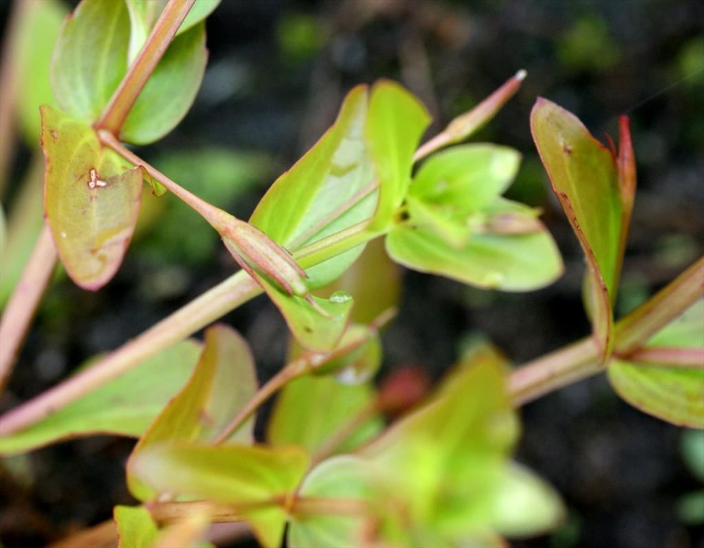 Lindernia dubia (door Joke Schaminée-Sluis)