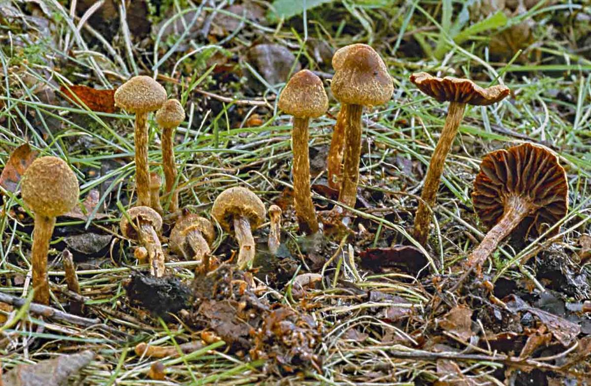 Cortinarius helvelloides (door André de Haan)