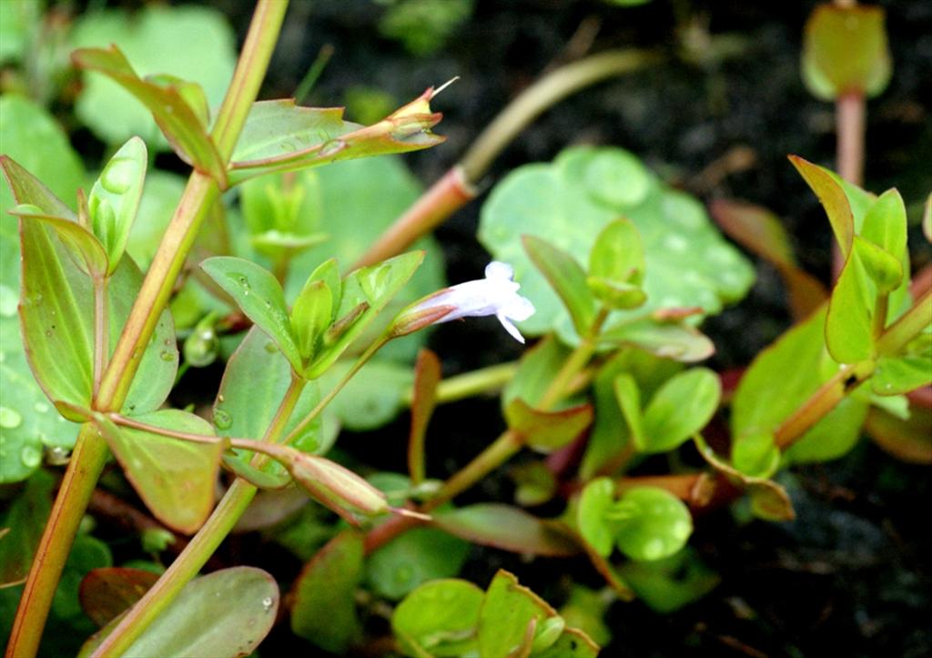 Lindernia dubia (door Joke Schaminée-Sluis)