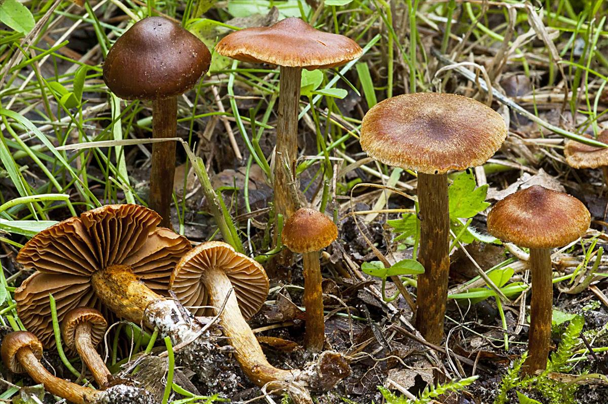 Cortinarius saniosus (door Nico Dam)