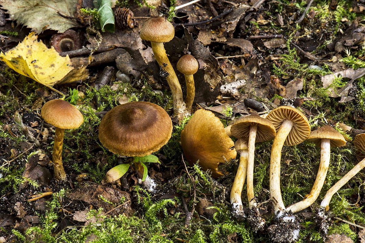 Cortinarius saniosus (door Nico Dam)