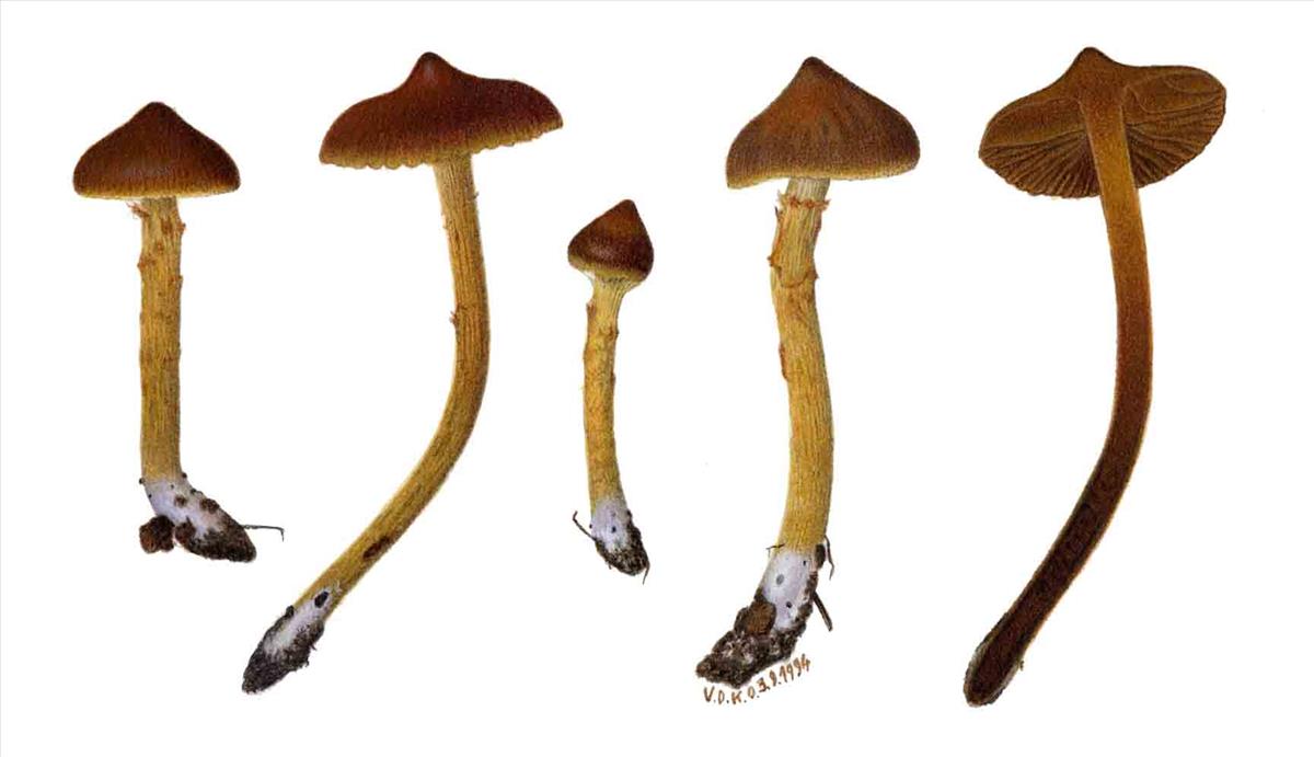 Cortinarius saniosus (door Omer Van de Kerckhove)