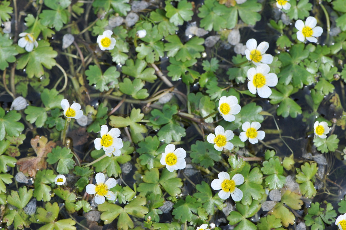 Ranunculus baudotii (door Hans Toetenel)