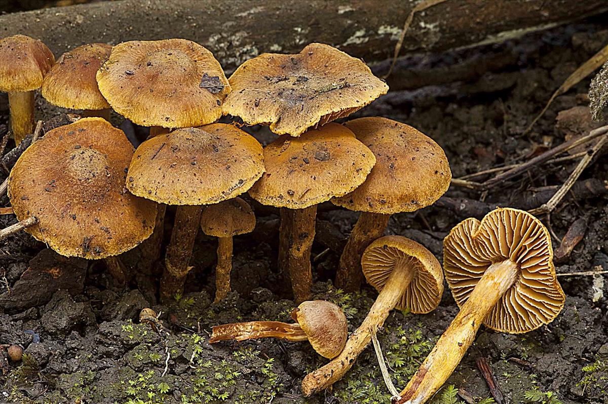 Cortinarius paludosaniosus (door Nico Dam)