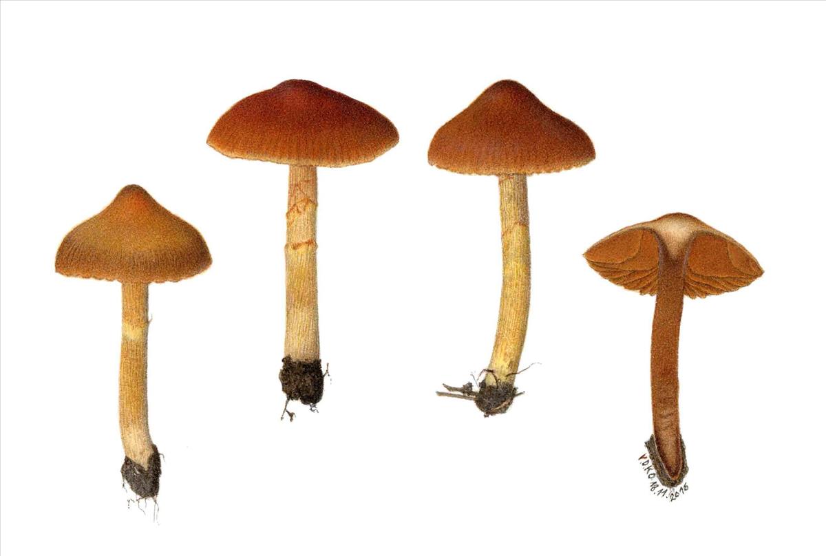 Cortinarius paludosaniosus (door Omer Van de Kerckhove)