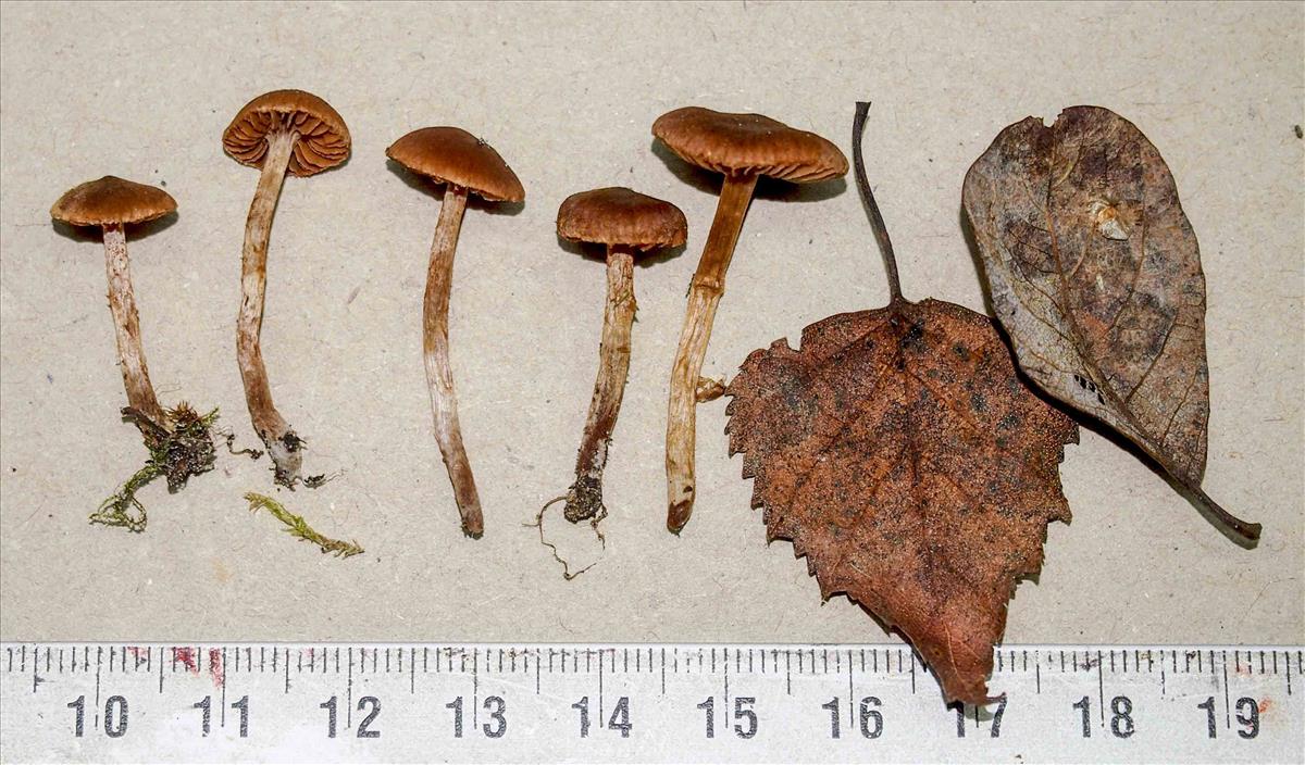 Cortinarius subsaniosus (door Inge Somhorst)