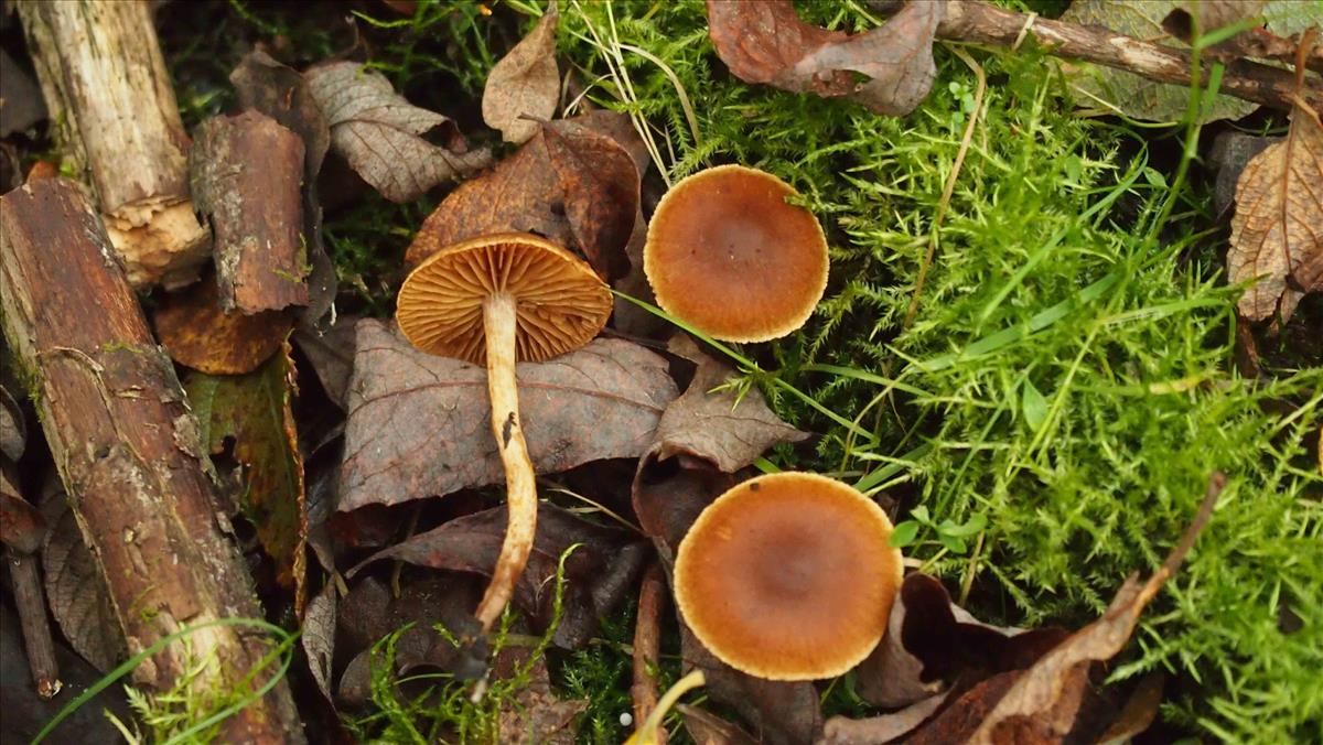 Cortinarius subsaniosus (door Inge Somhorst)
