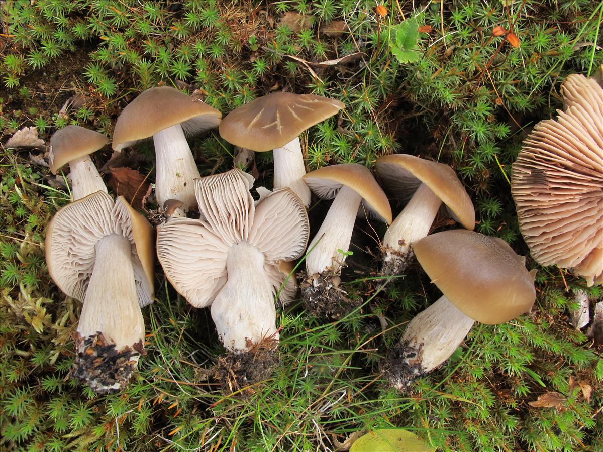 Entoloma majaloides (door Jjohn Bjarne Jordal)