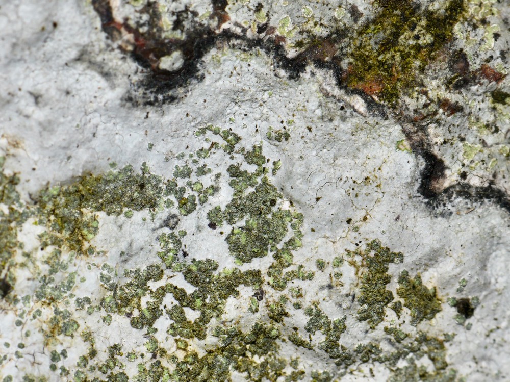 Porpidia tuberculosa (door Erik van Dijk)