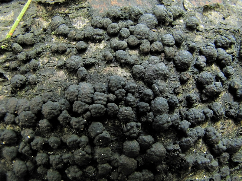 Annulohypoxylon cohaerens (door Dinant Wanningen)