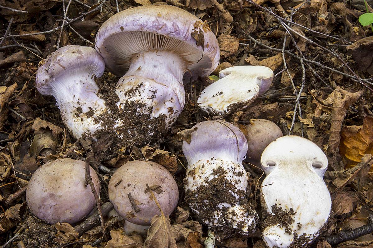 Cortinarius balteatocumatilis (door Nico Dam)