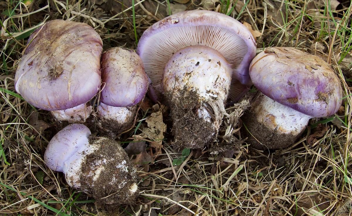 Cortinarius balteatocumatilis (door Peter Verstraeten)