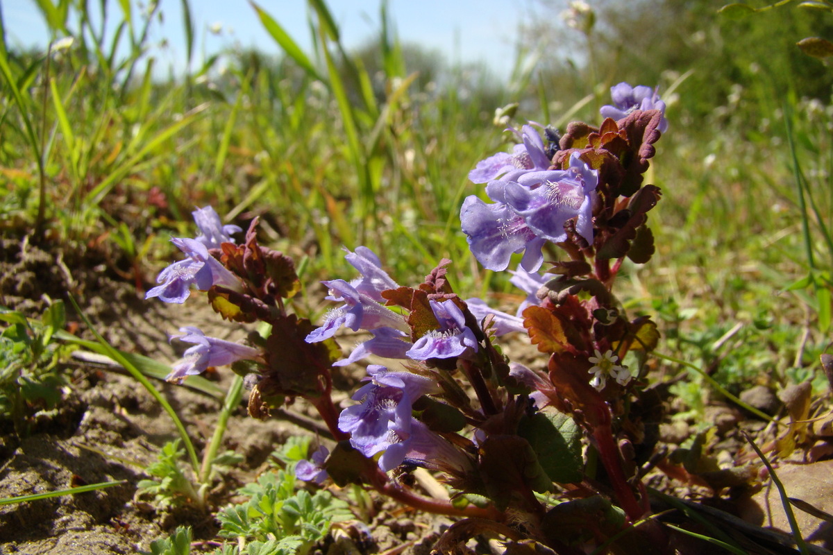 Glechoma hederacea (door Joop Verburg)