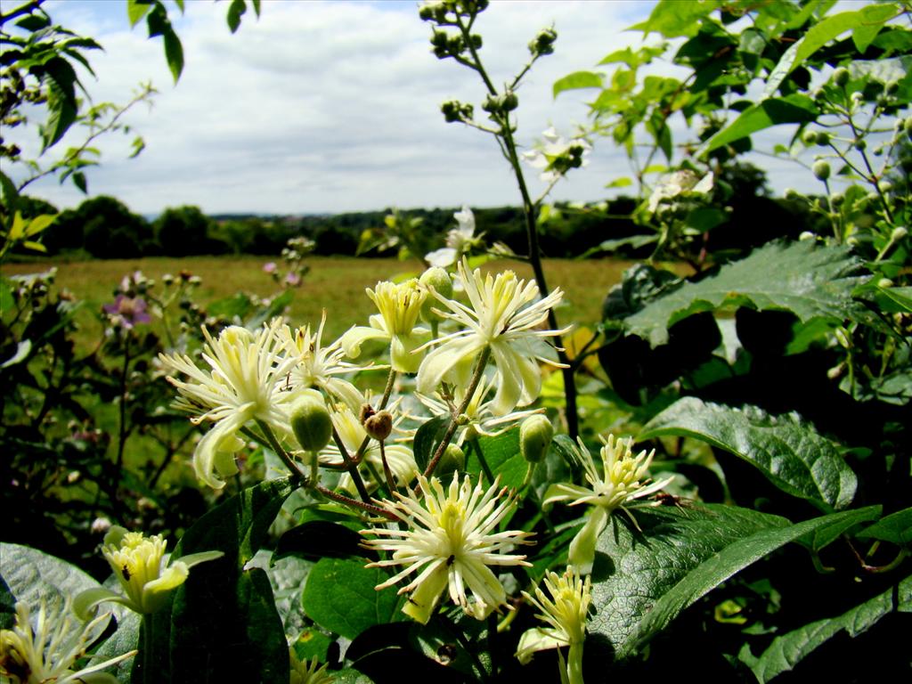 Clematis vitalba (door Joop Verburg)