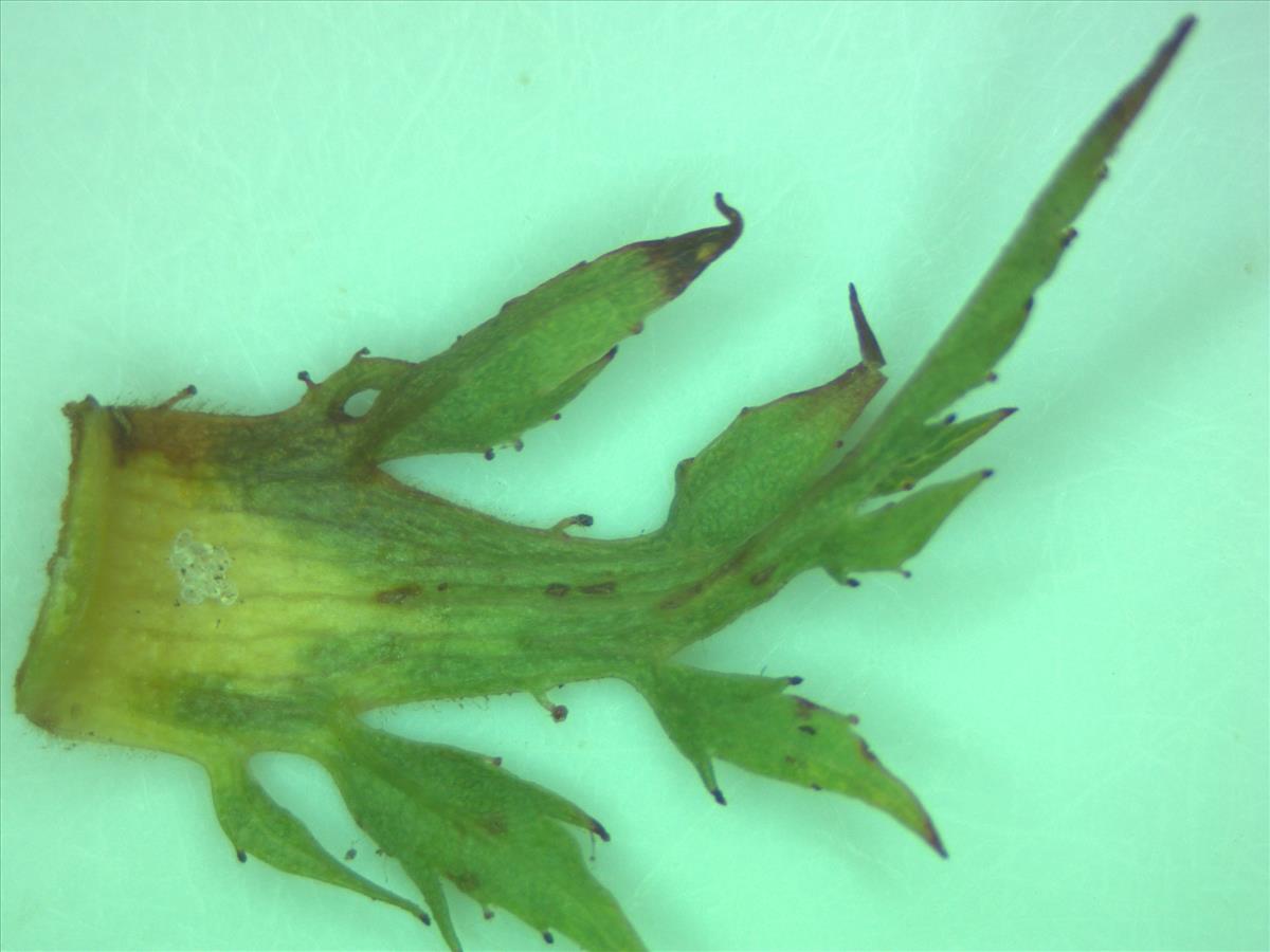 Rosa corymbifera x tomentella (door Jan Klinckenberg)