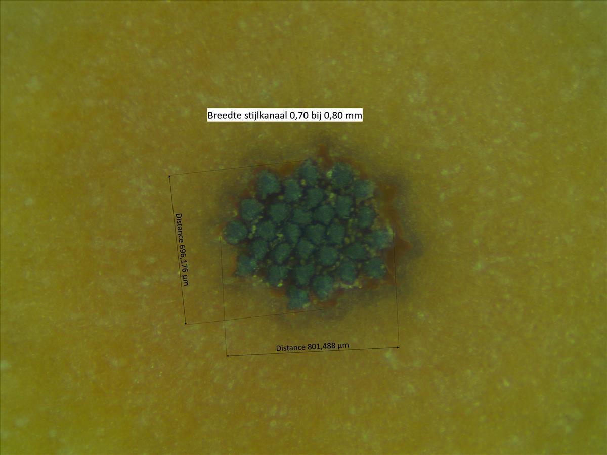 Rosa corymbifera x tomentella (door Jan Klinckenberg)