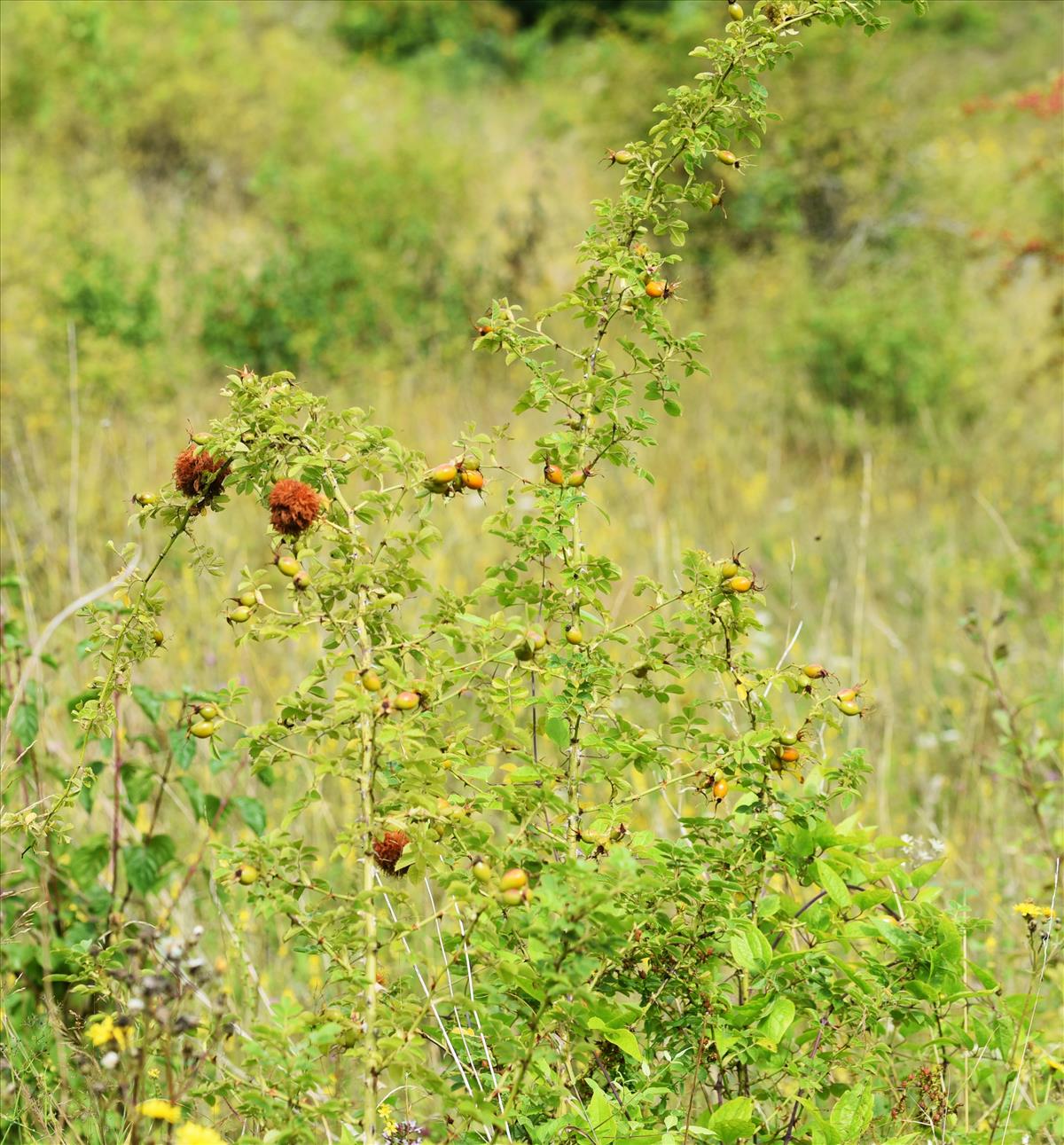 Rosa x gremlii (door Jan Klinckenberg)