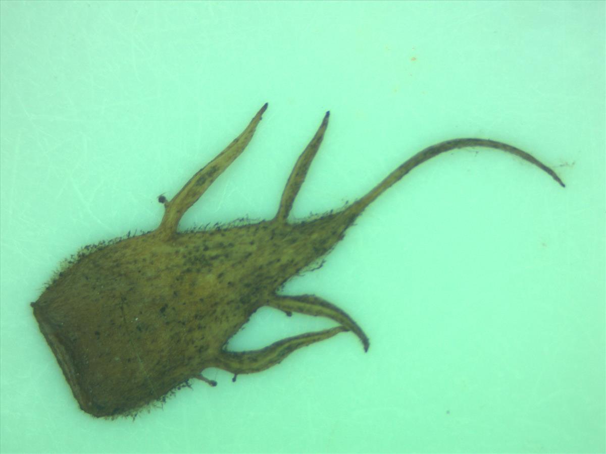 Rosa x subcollina (door Jan Klinckenberg)