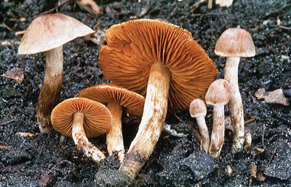 Cortinarius sordipes (door André de Haan)