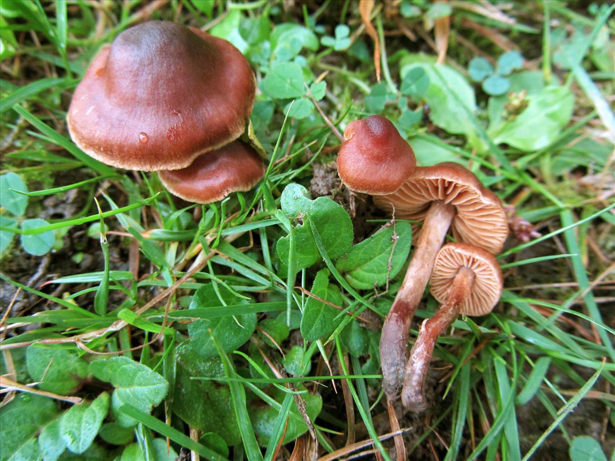 Cortinarius sordipes (door André de Haan)