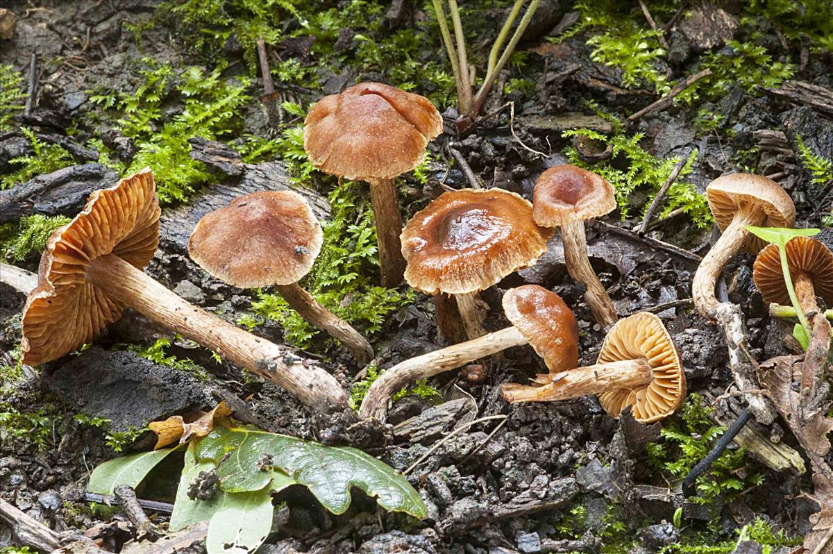 Cortinarius sordipes (door Nico Dam)