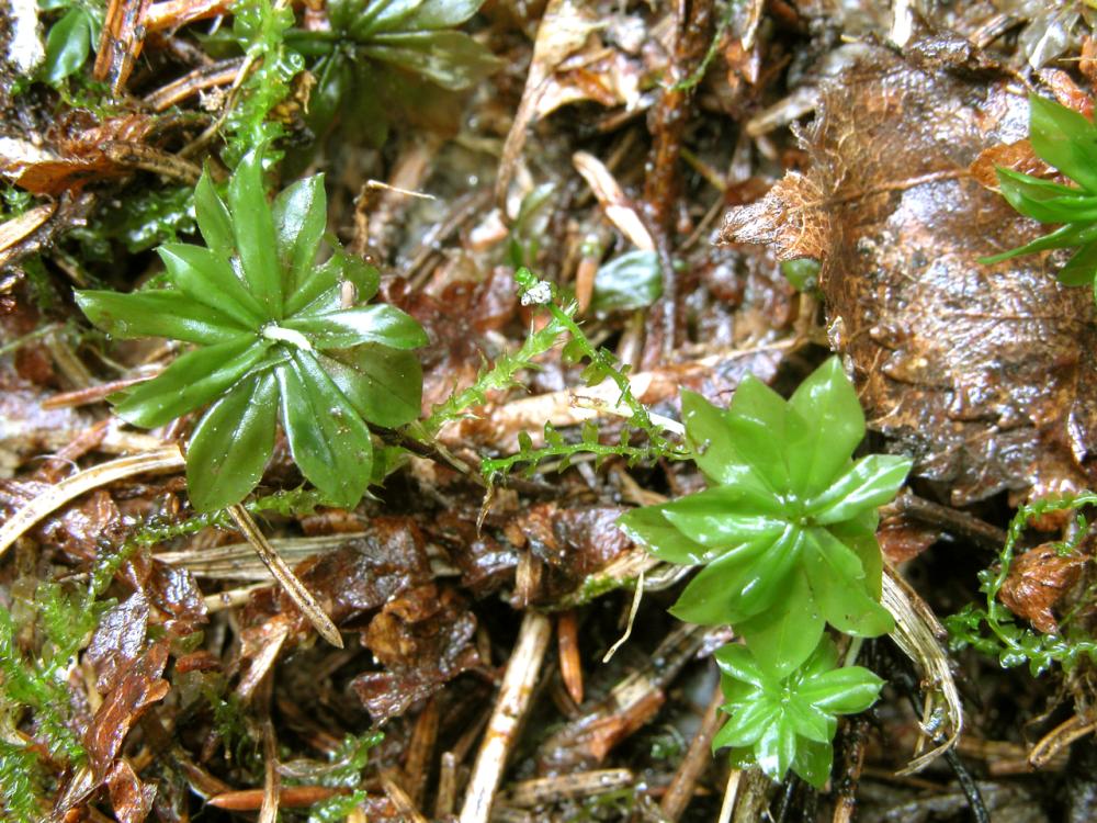 Rhodobryum roseum (door Dick Haaksma)