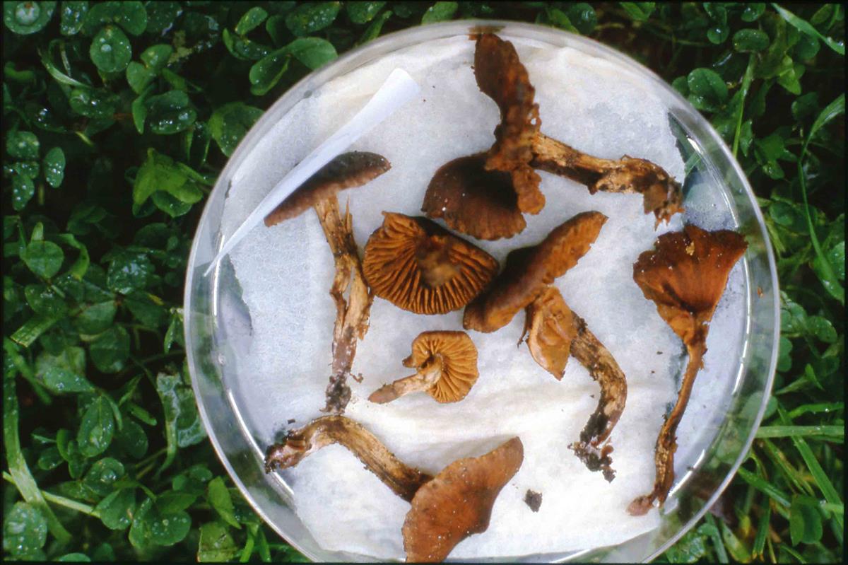 Cortinarius corvinus (door Nico Dam)