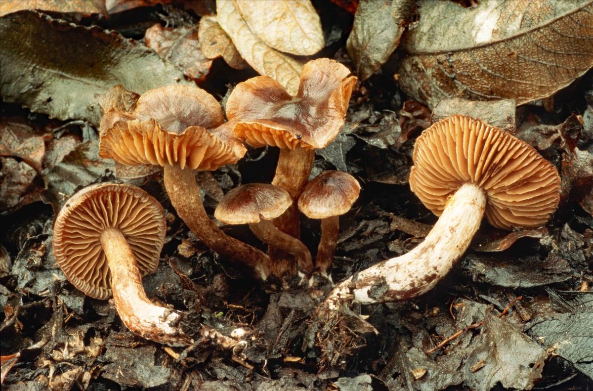 Cortinarius salicticola (door André de Haan)