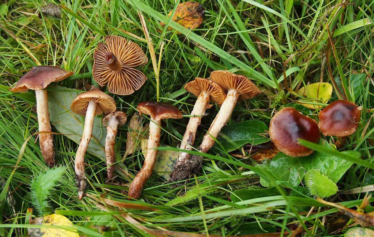 Cortinarius salicticola (door Inge Somhorst)