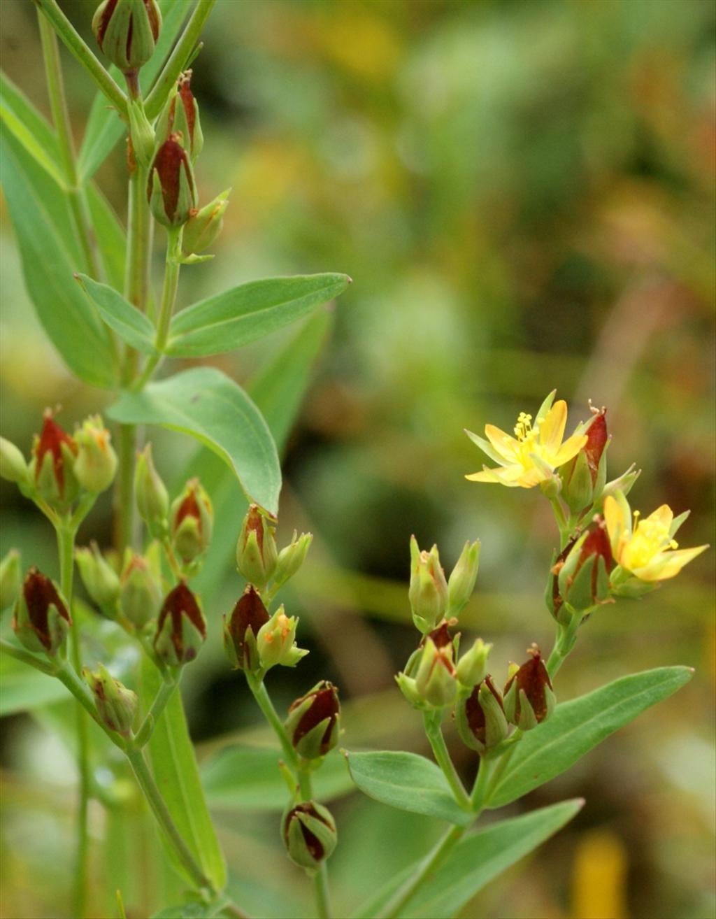 Hypericum majus (door Joke Schaminée-Sluis)