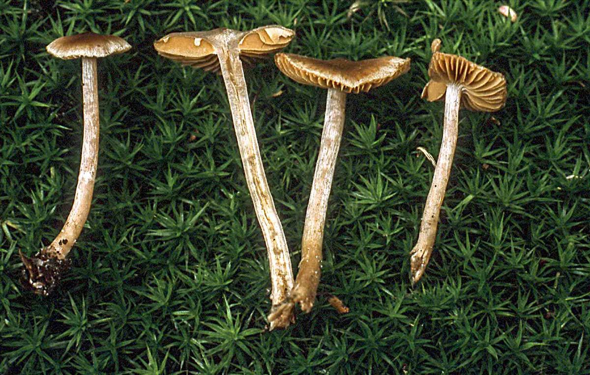 Cortinarius quercoflocculosus (door Nico Dam)