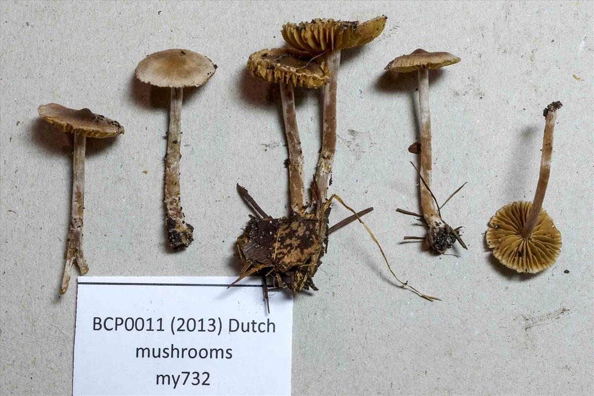 Cortinarius quercoflocculosus (door NMV)