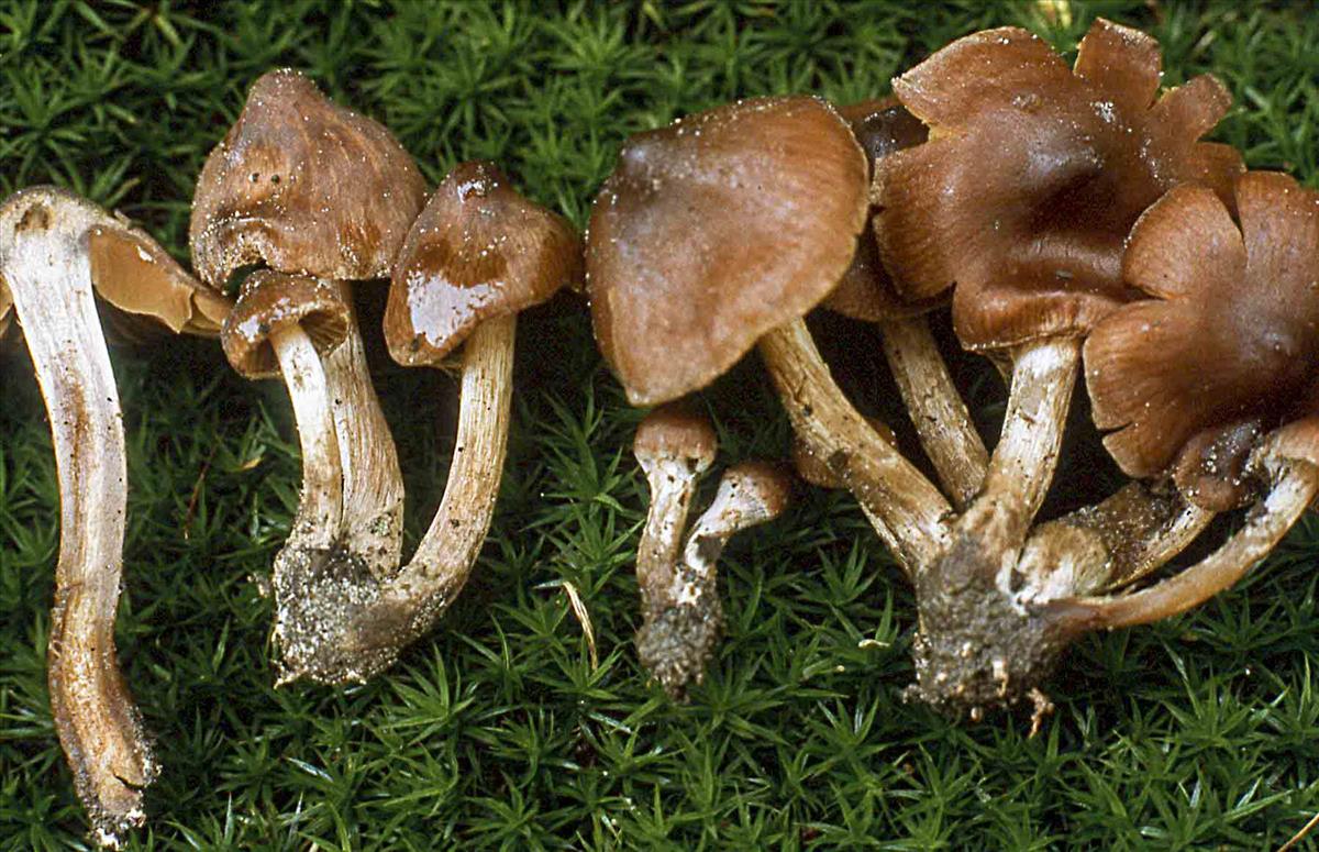 Cortinarius castanochrous (door Nico Dam)