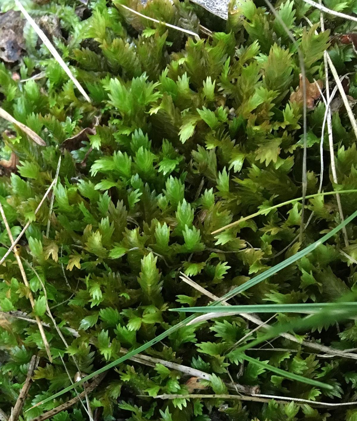 Fissidens dubius var. dubius (door Koos van der Vaart)