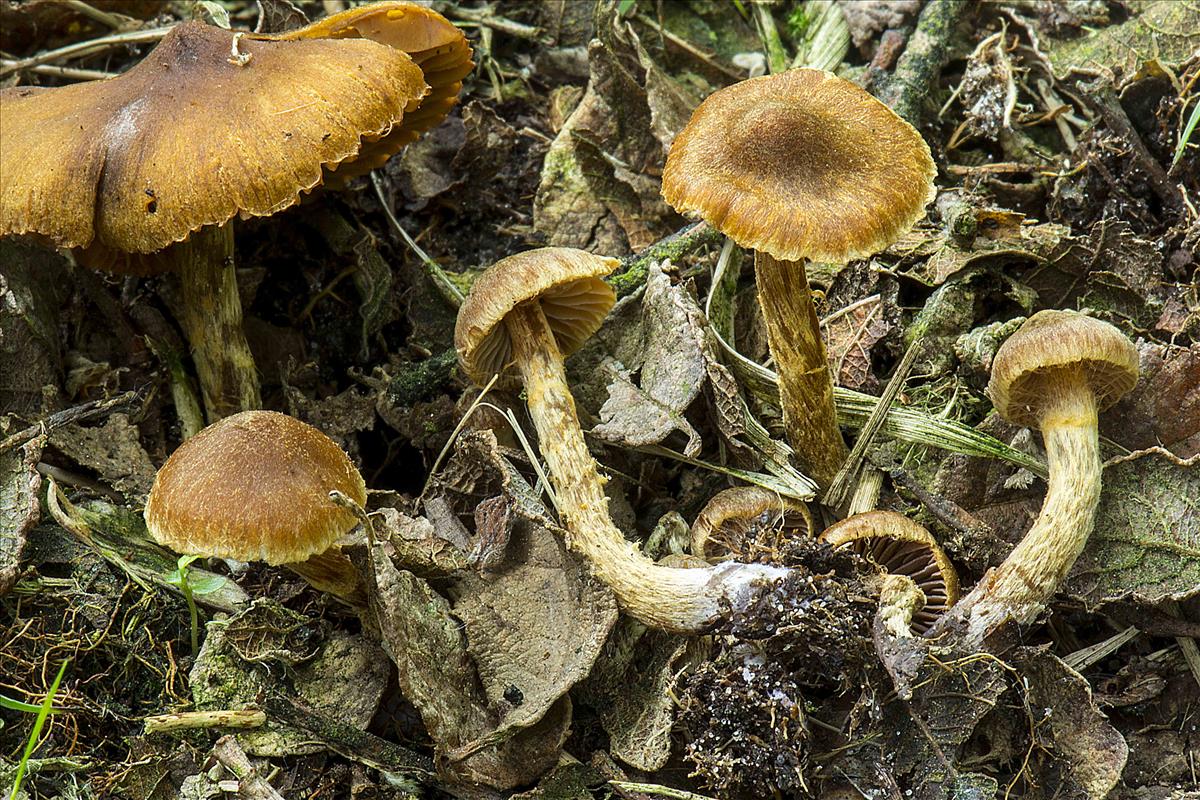 Cortinarius obscurosaniosus (door Nico Dam)