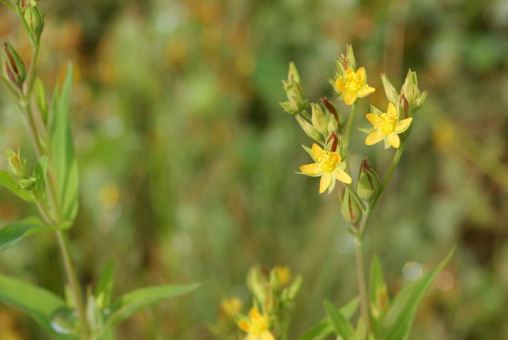 Hypericum majus (door Joke Schaminée-Sluis)