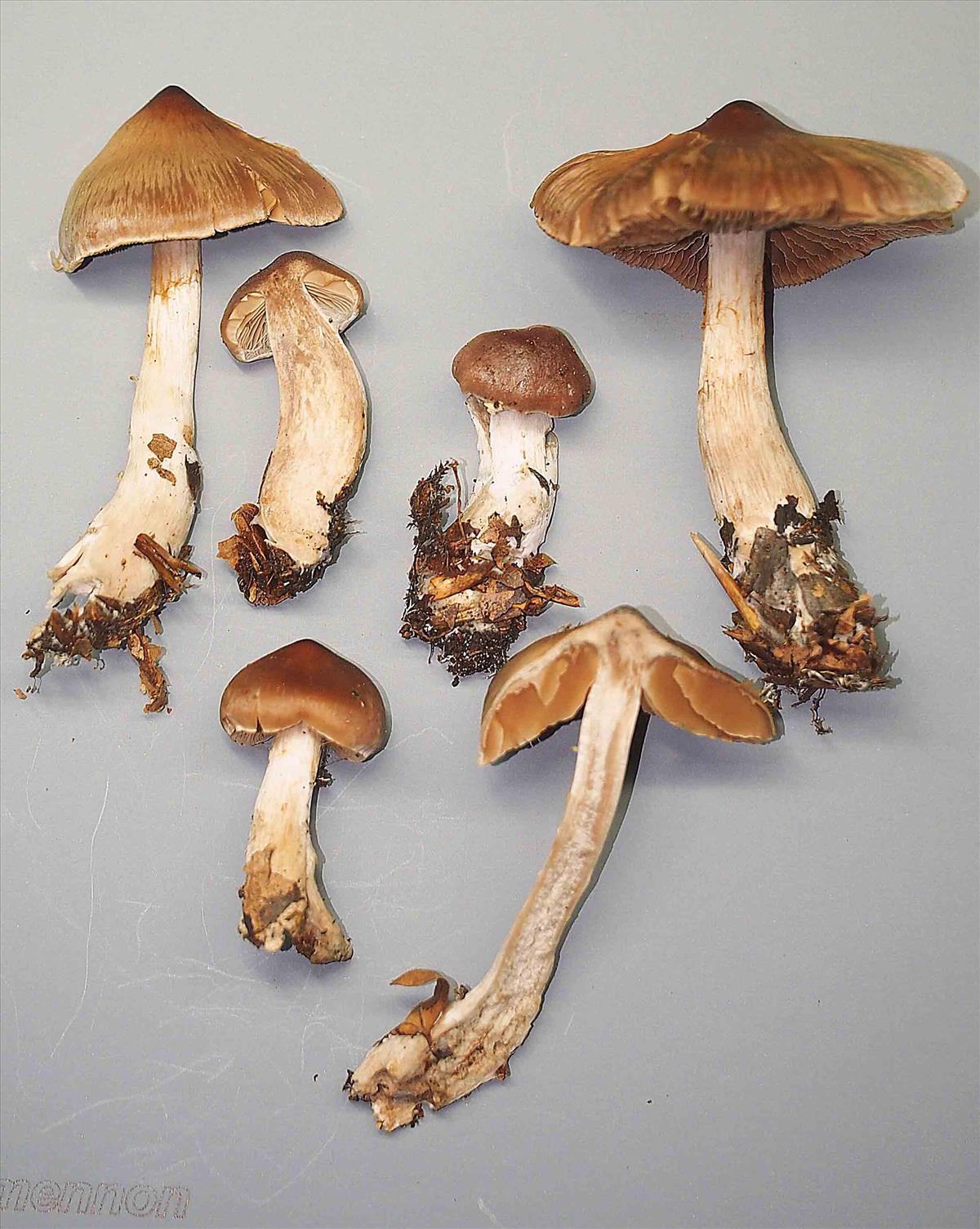 Cortinarius leiocastaneus (door Inge Somhorst)